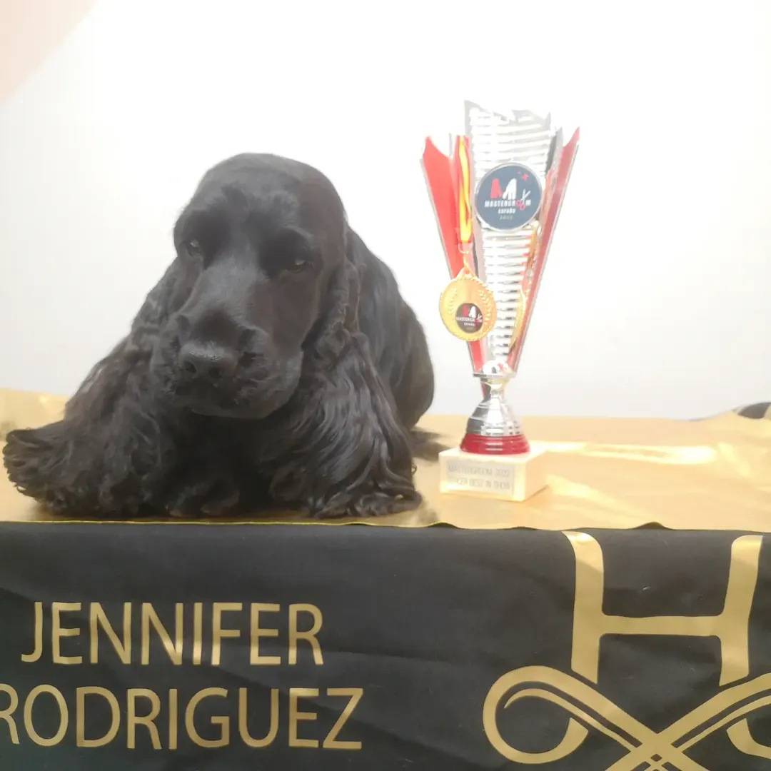 Cocker spaniel negro junto a un trofeo de competición