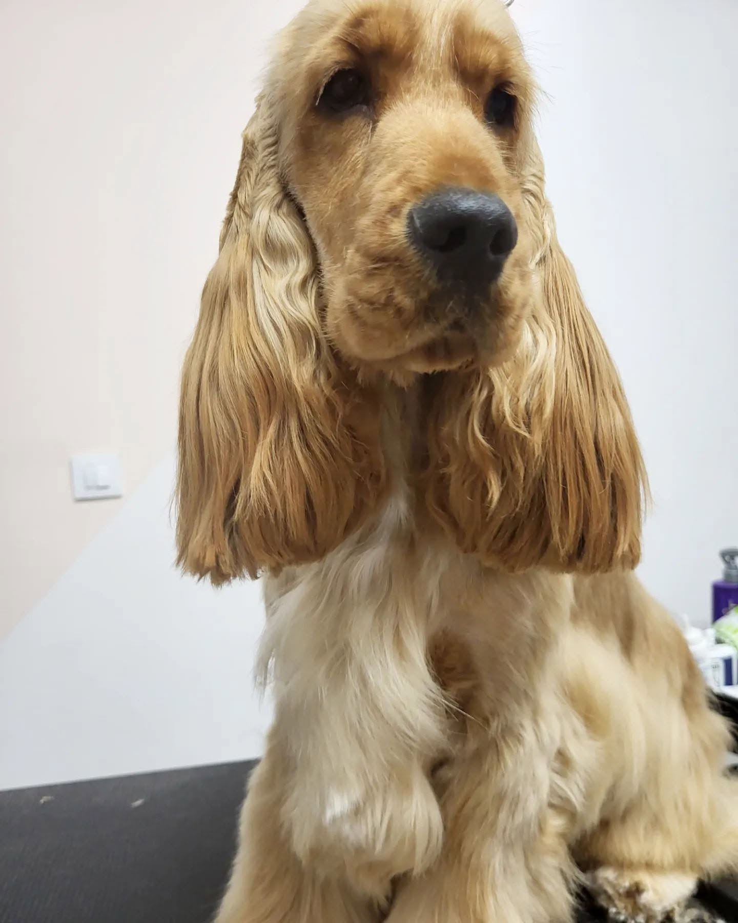 Cocker spaniel rubio con orejas y pecho trabajados