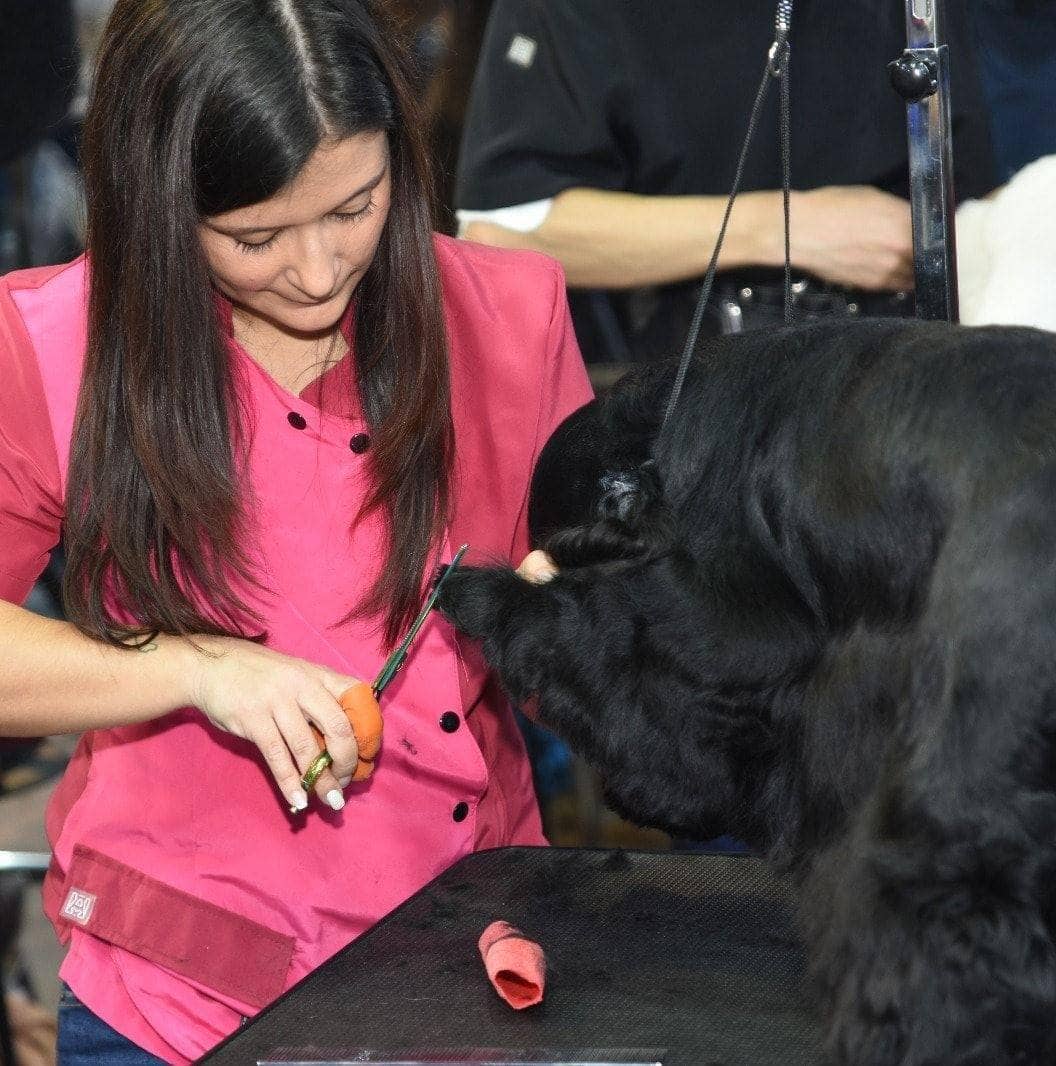 Jennifer Rodríguez trabajando la cabeza de un cocker spaniel negro en competición