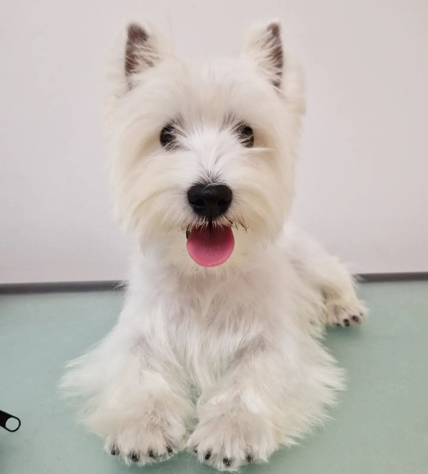 West Highland White Terrier con acabado blanco impecable