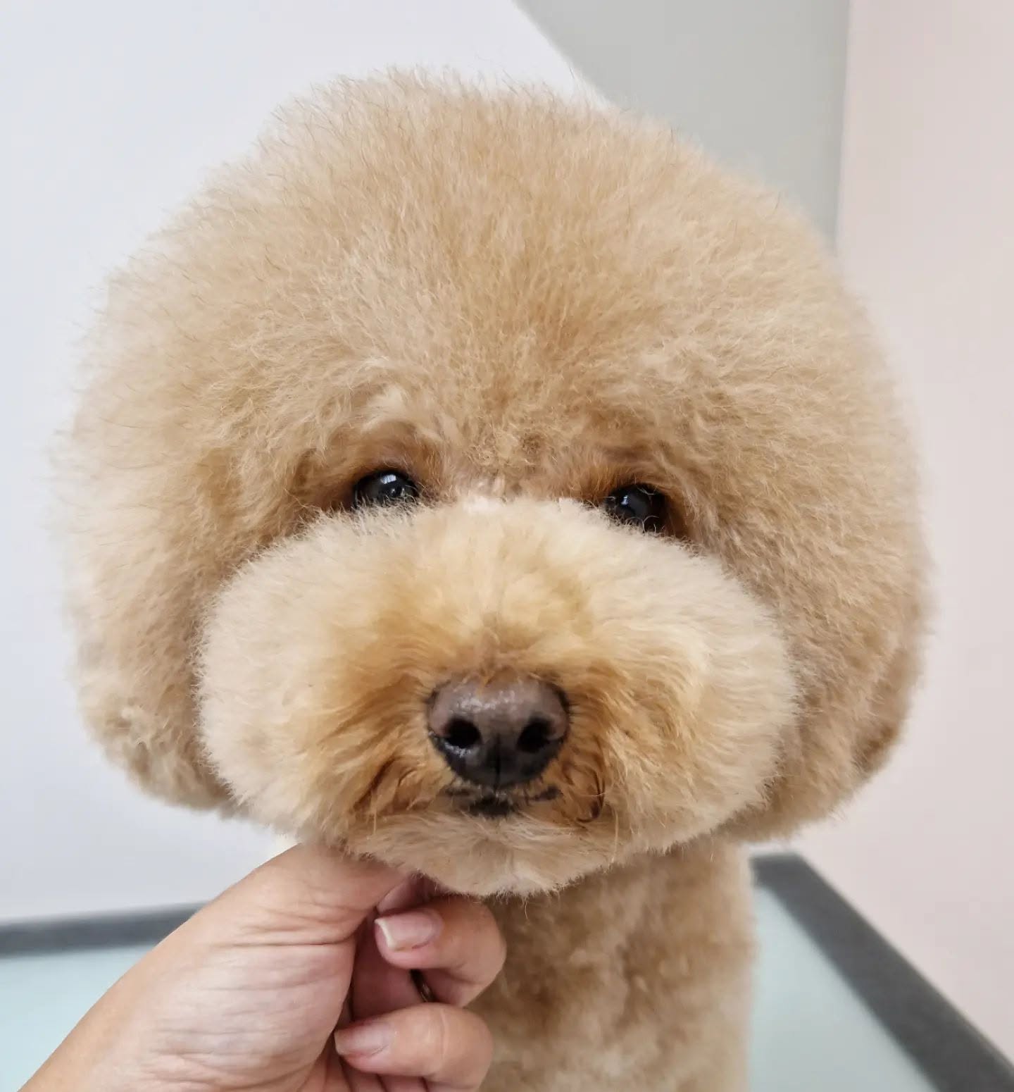 Detalle de la cara de un caniche albaricoque tras el arreglo