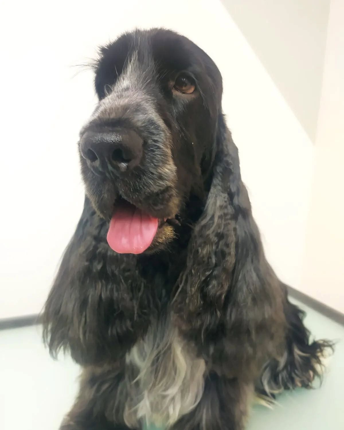 Cocker spaniel negro con orejas largas y manto cuidado