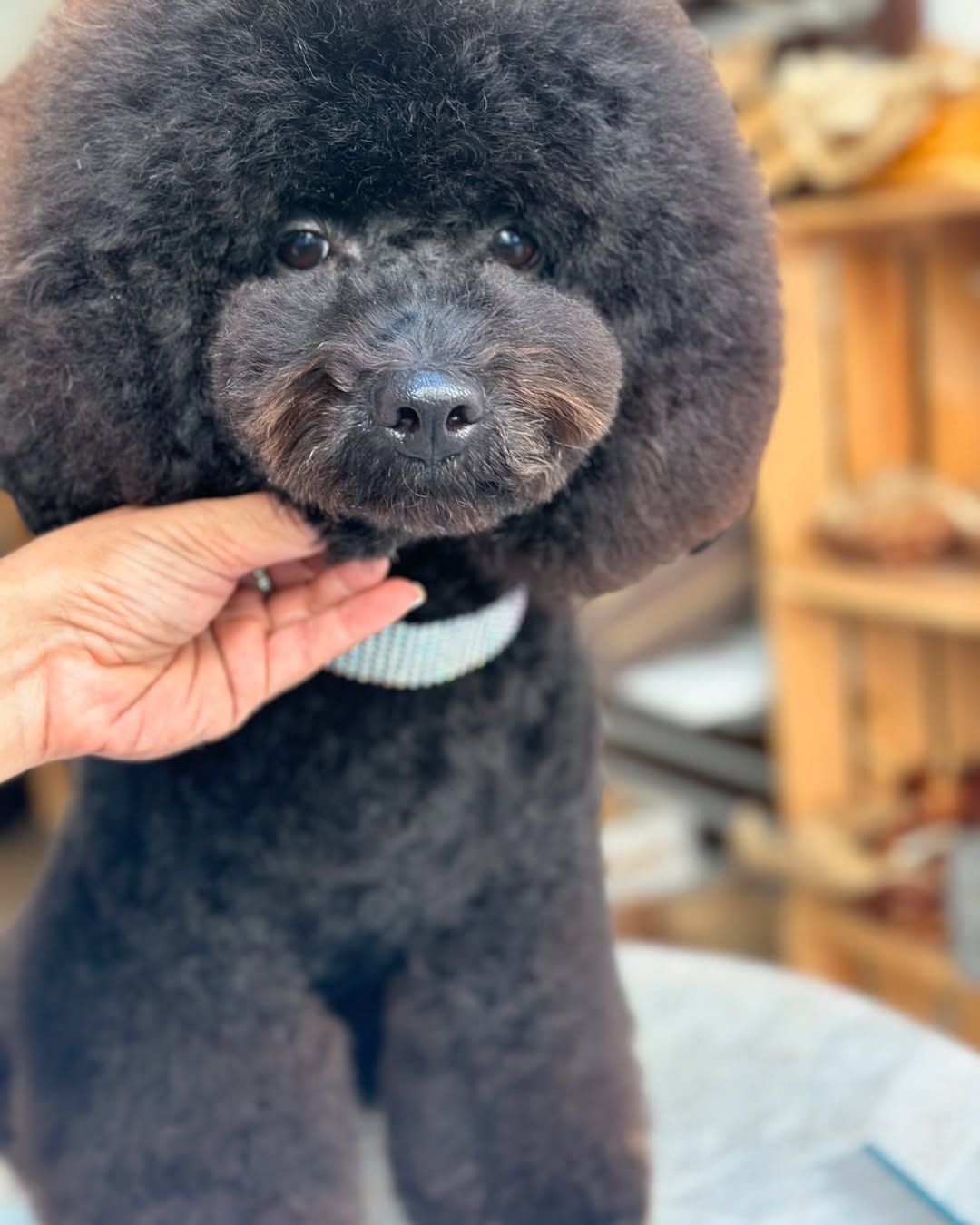 Caniche negro con acabado redondo tras su sesión de peluquería