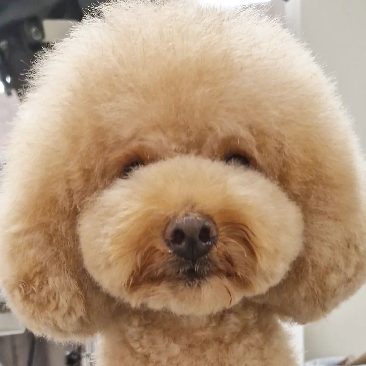 Caniche albaricoque con manto denso y acabado natural