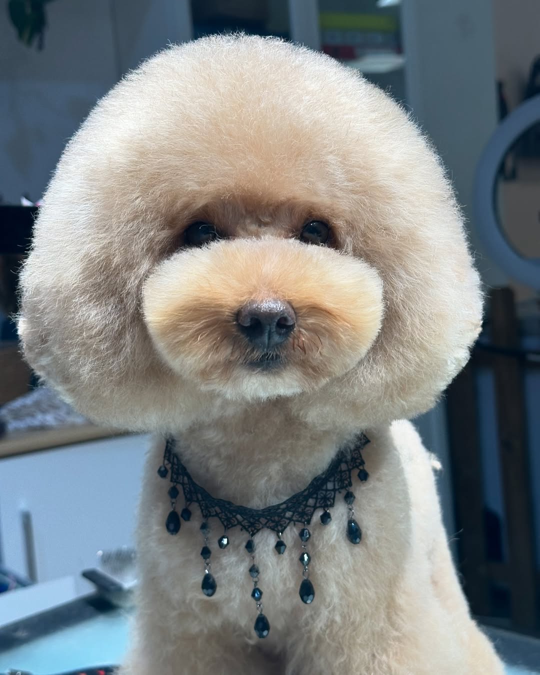 Caniche con cabeza redonda y corte a tijera realizado en Valencia