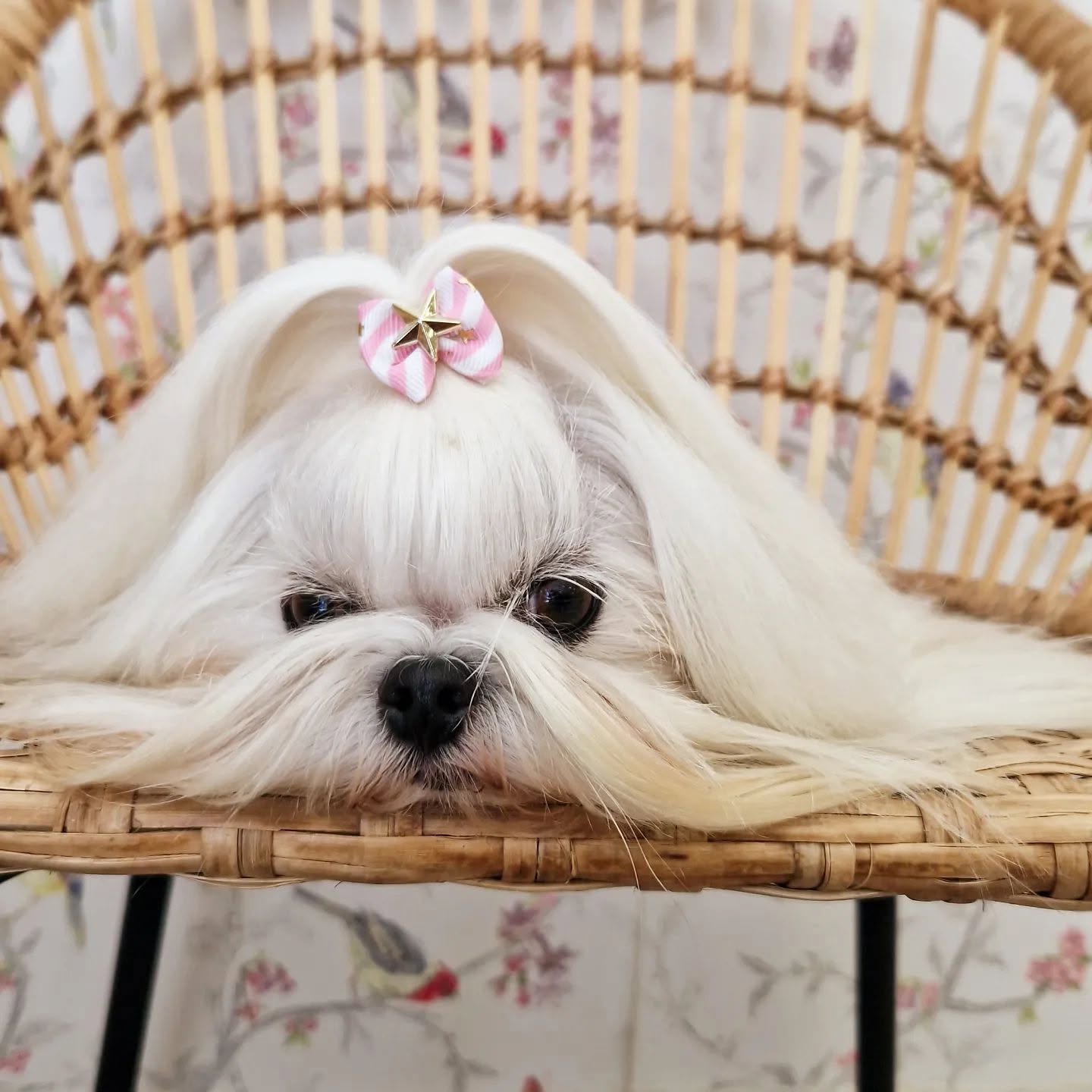 Bichón maltés de pelo largo con lazo rosa